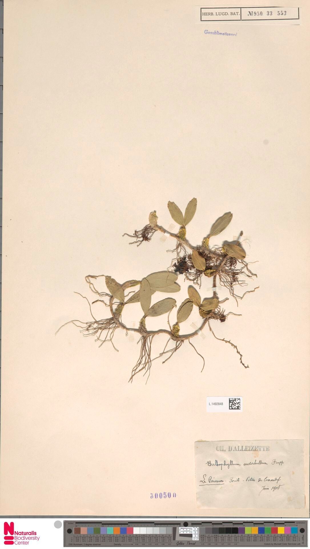 Bulbophyllum curvibulbum — houseplant care guide