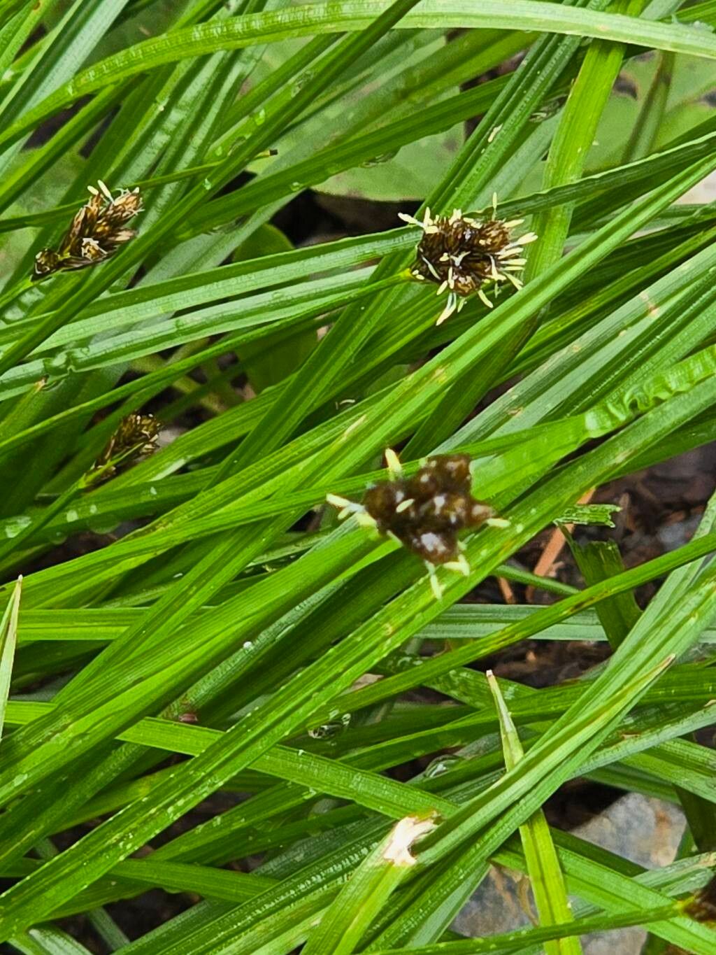 Carex nigricans flower