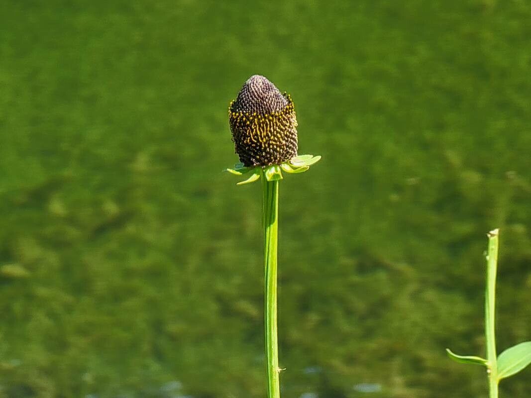 Rudbeckia occidentalis flower