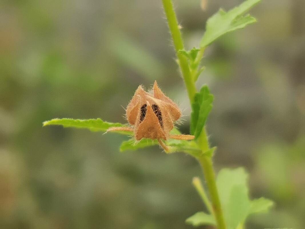 Anisodontea capensis fruit