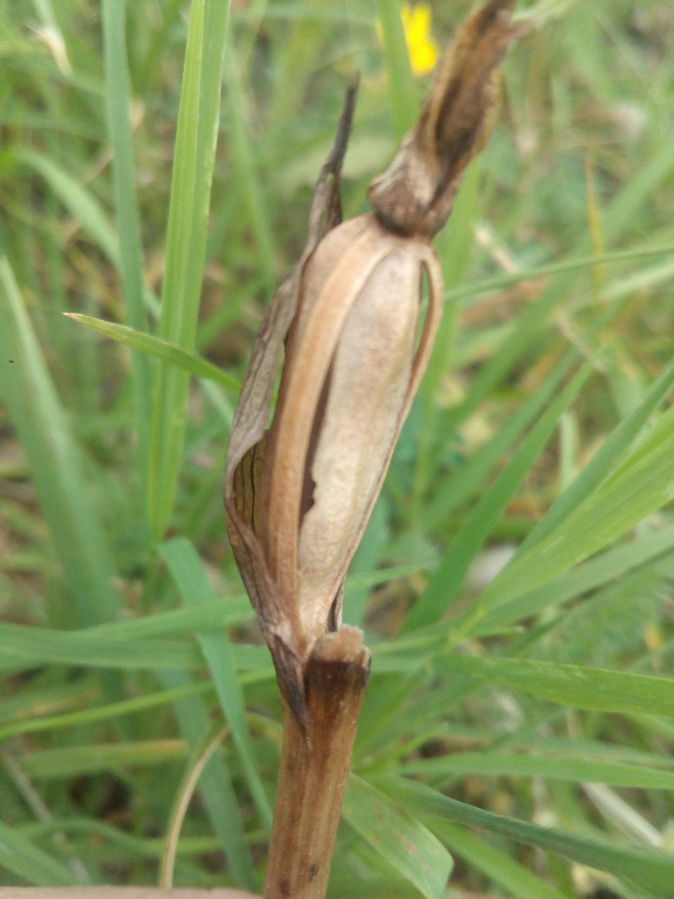 Serapias parviflora fruit