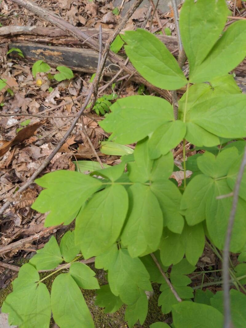 Caulophyllum thalictroides leaf