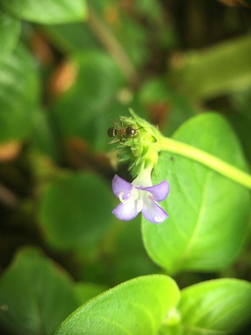 Coccocypselum hispidulum flower