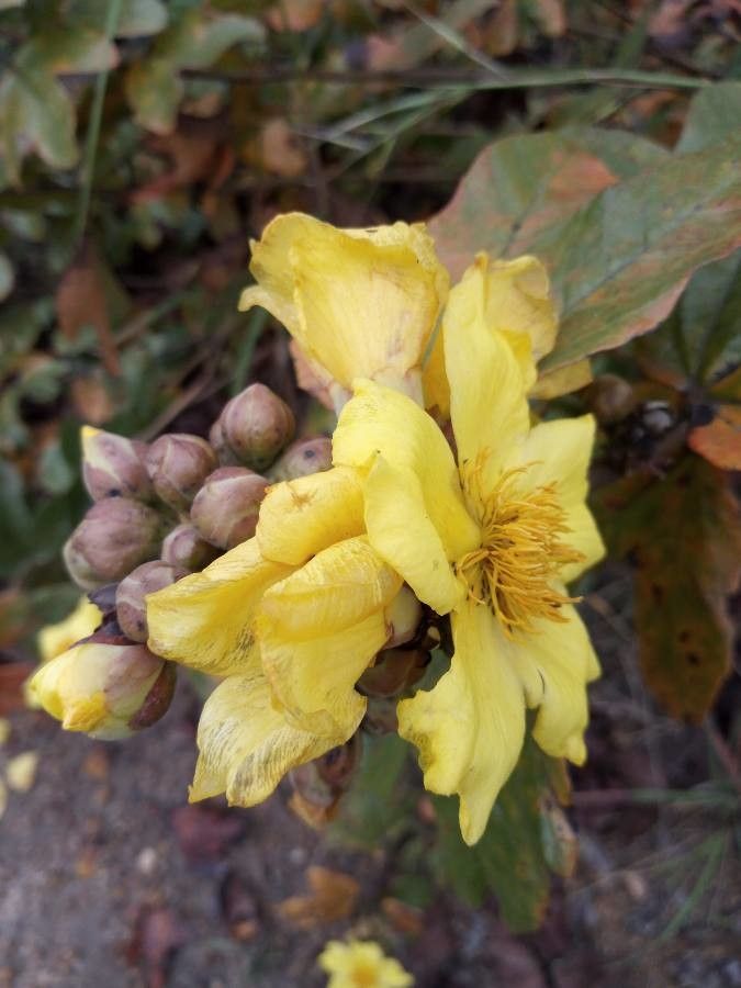 Cochlospermum planchonii flower