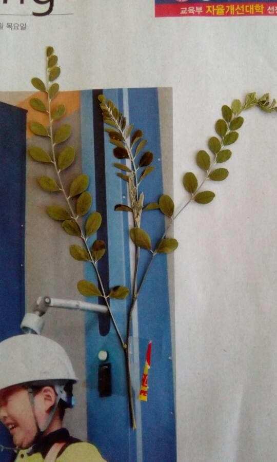 Sophora mollis — search result for 'Sophora'