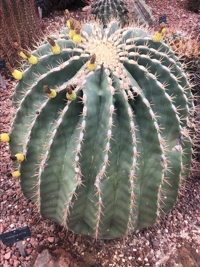 Ferocactus pottsii leaf