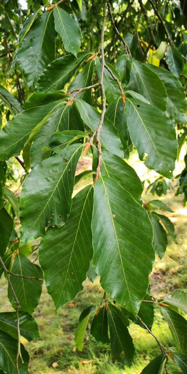 Fagus longipetiolata — search result for 'Fagaceae'