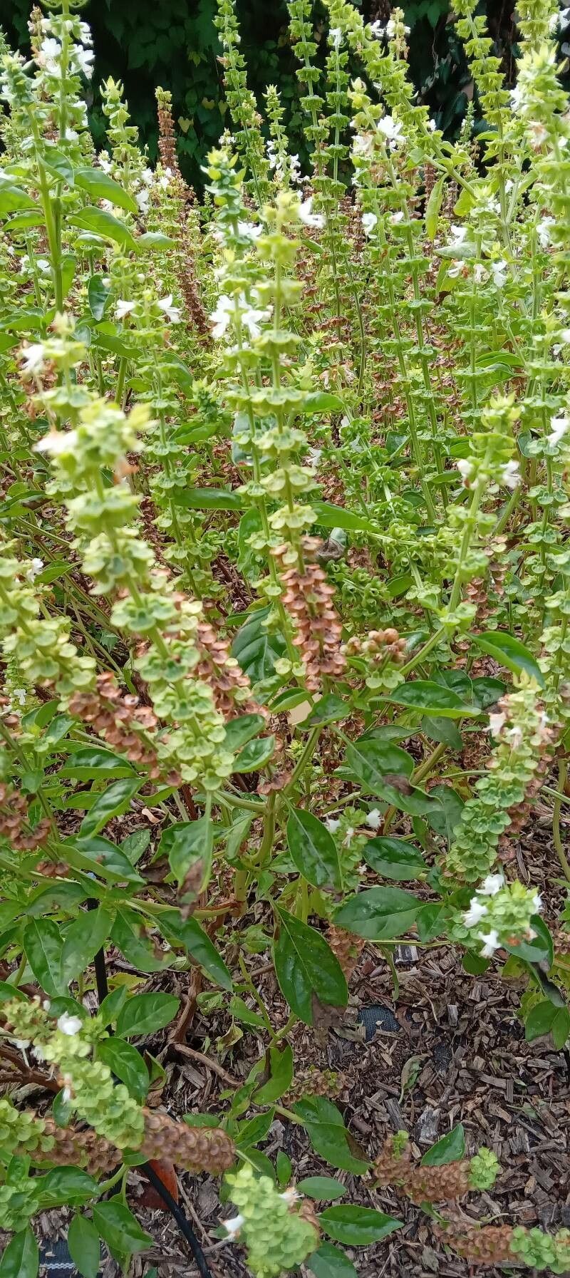Ocimum × africanum habit