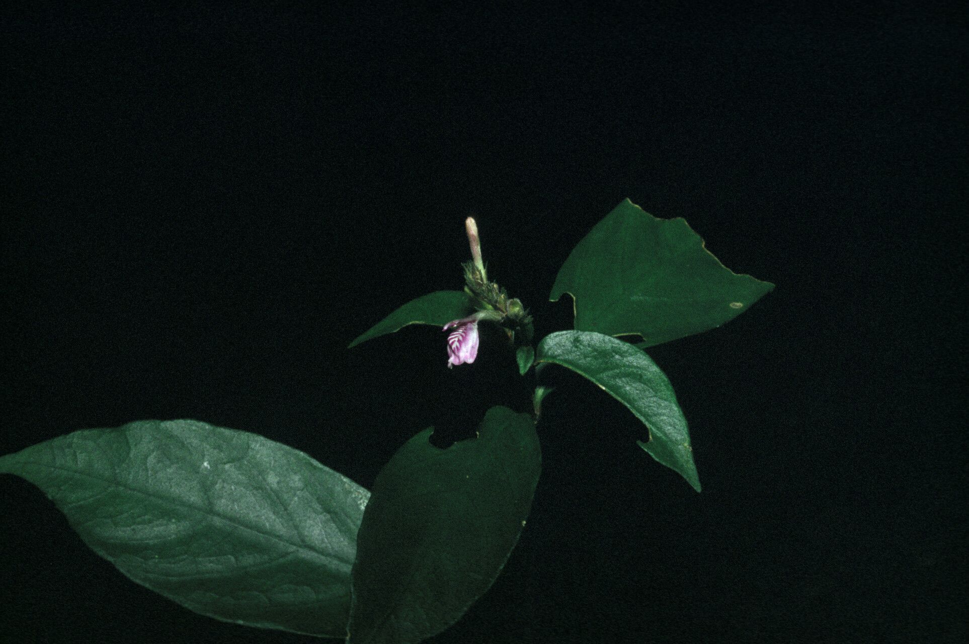 Justicia prevostiae habit