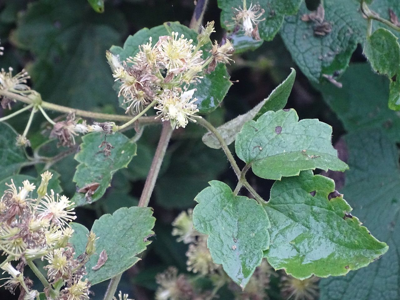 Clematis simensis — search result for 'Clematis'