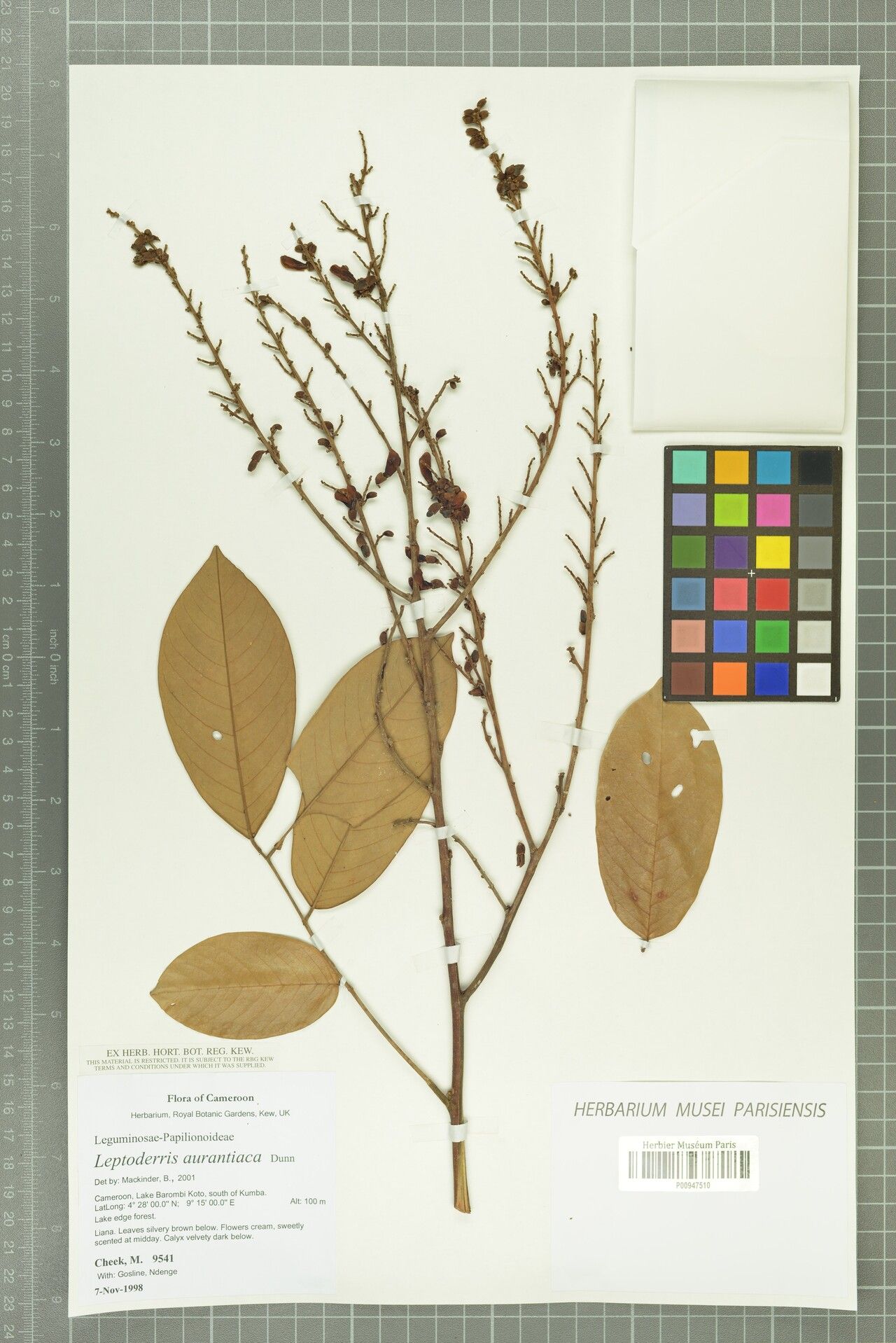 Leptoderris aurantiaca — related species from the same genus