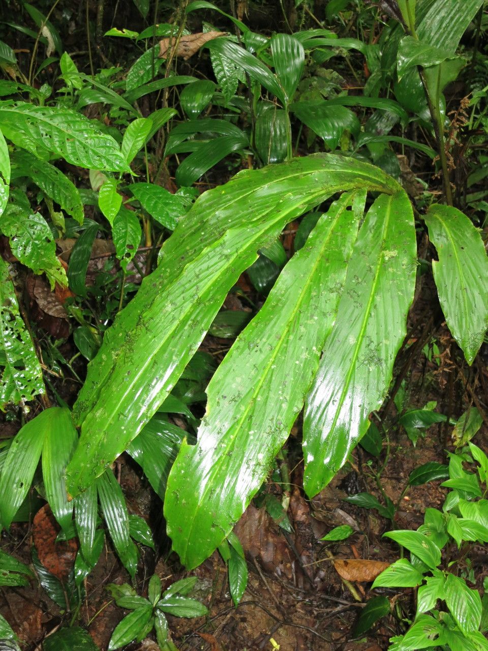 Renealmia concinna — search result for 'Renealmia'