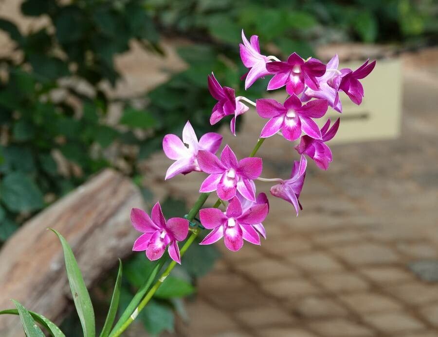 Spathoglottis unguiculata habit