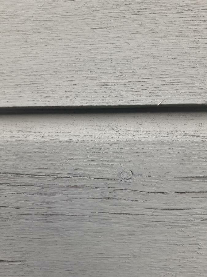 Ficus macrostyla — houseplant care guide