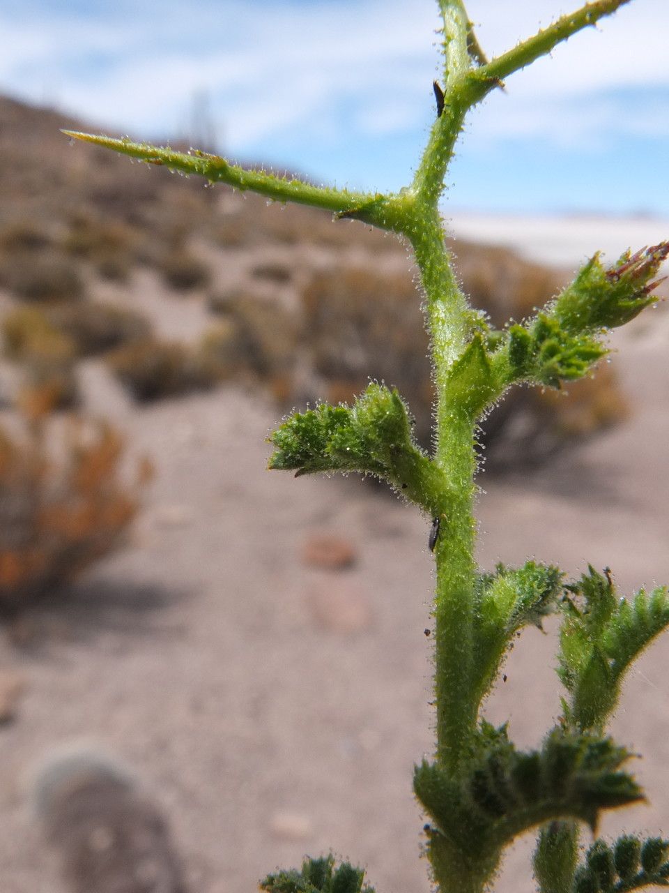 Adesmia horrida leaf