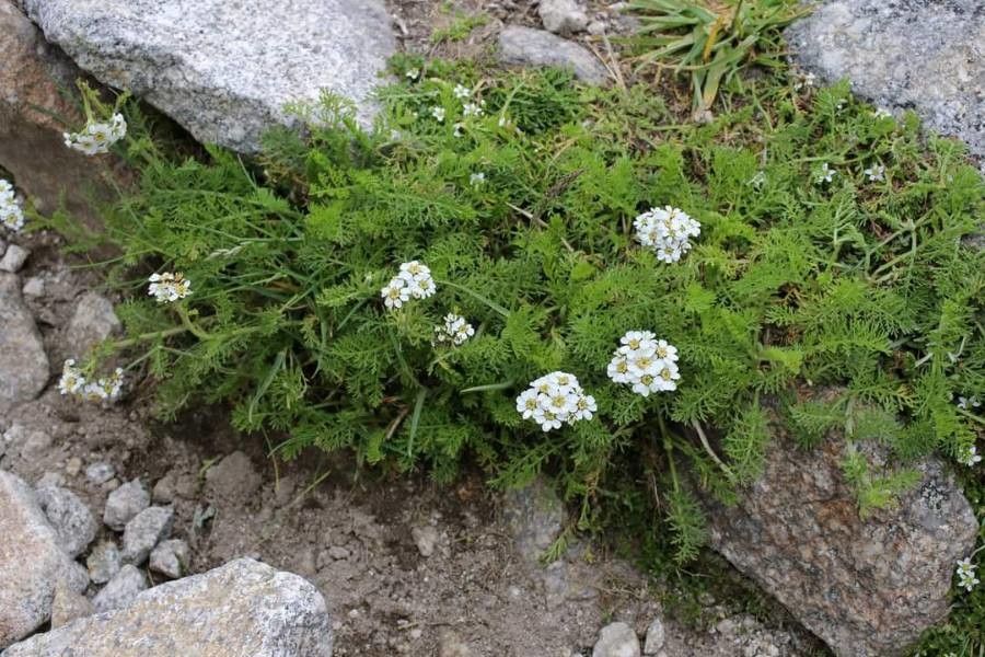 Achillea multifida — search result for 'Achillea'