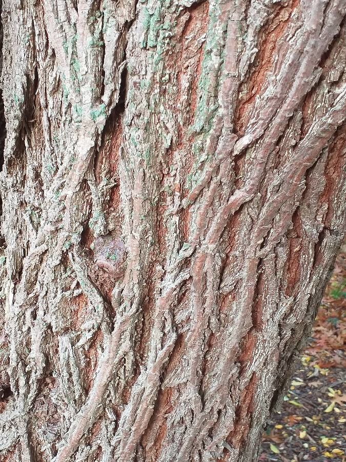 Hemiptelea davidii bark