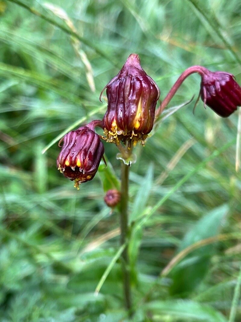 Senecio bigelovii — houseplant care guide
