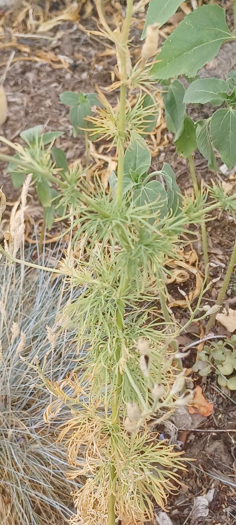 Teucrium orientale — search result for 'Teucrium'