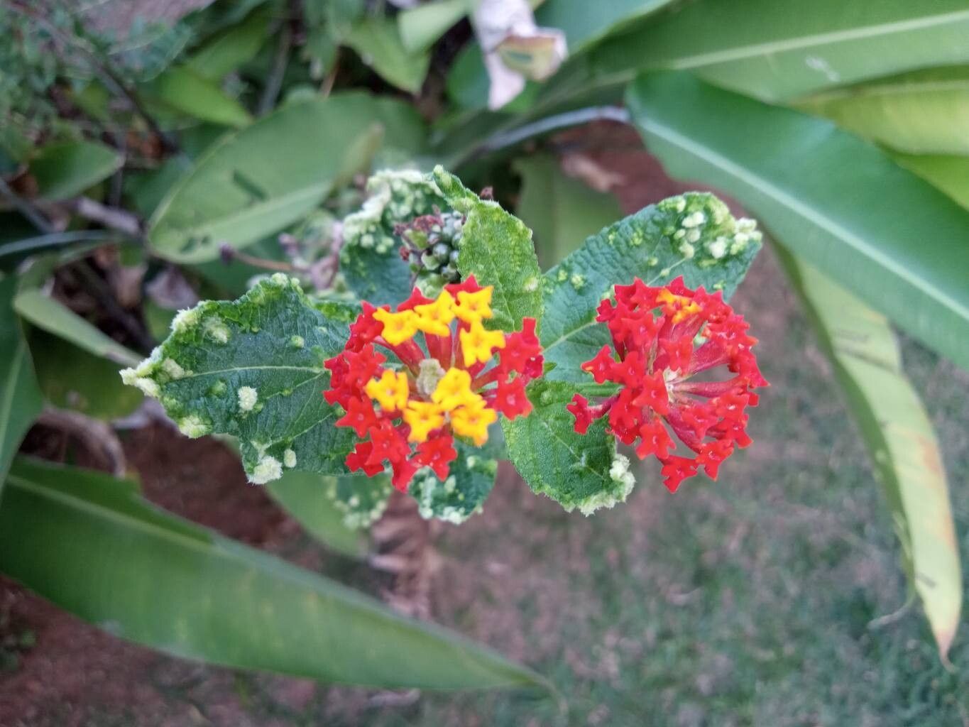 Lantana cujabensis