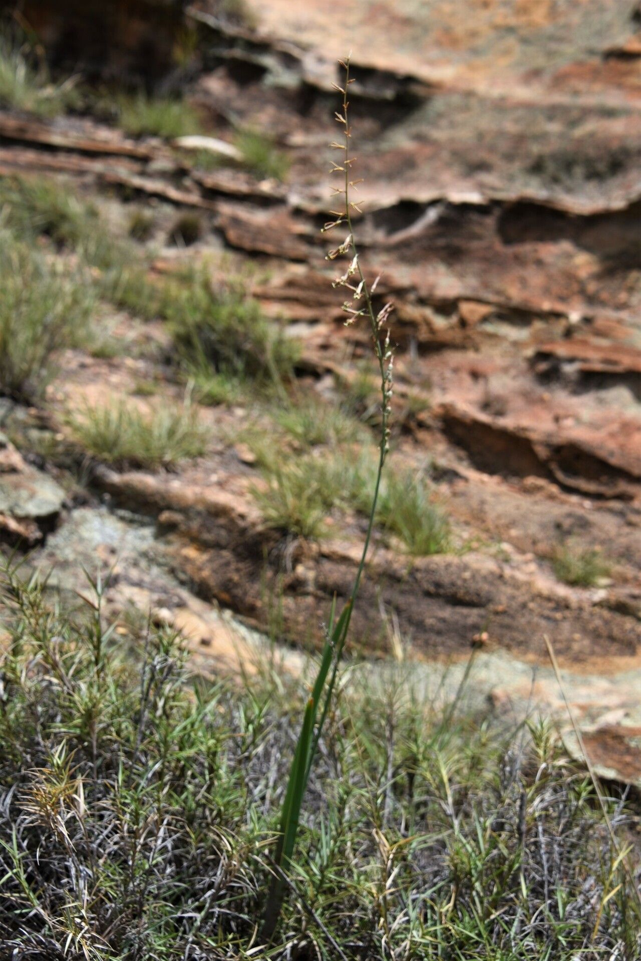 Dipcadi heterocuspe habit