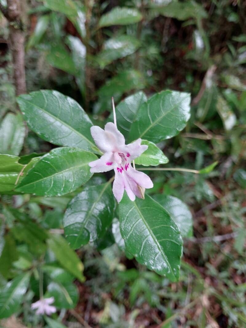 Impatiens manaharensis habit