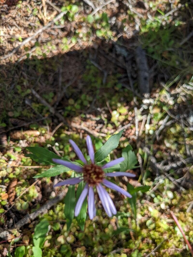 Eucephalus ledophyllus flower
