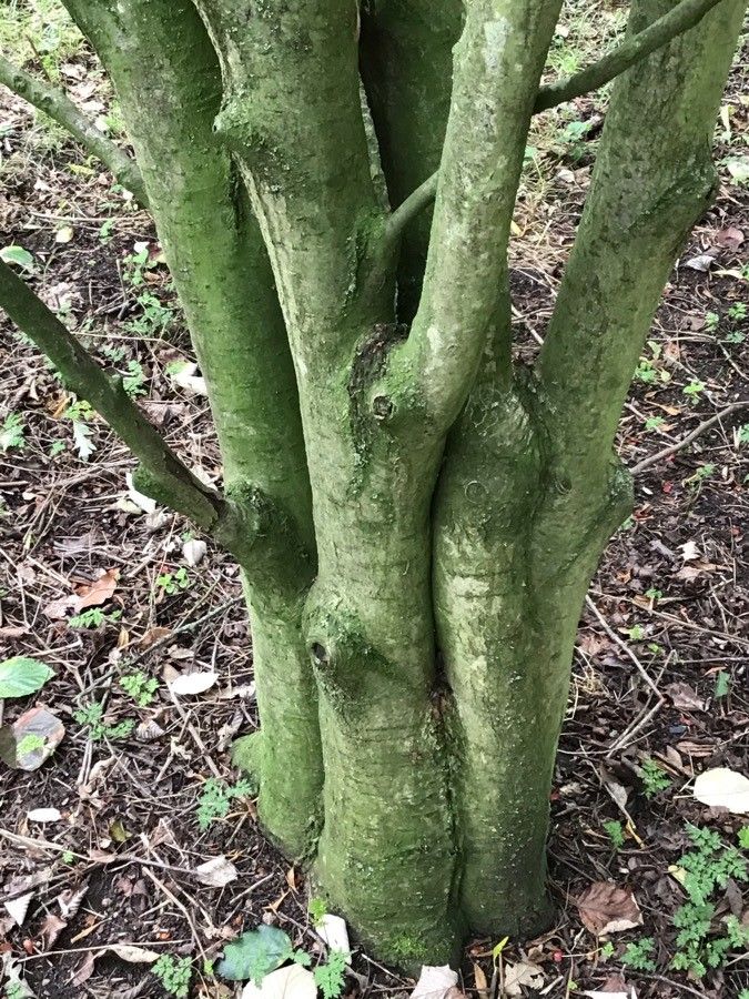 Hedlundia pseudofennica bark