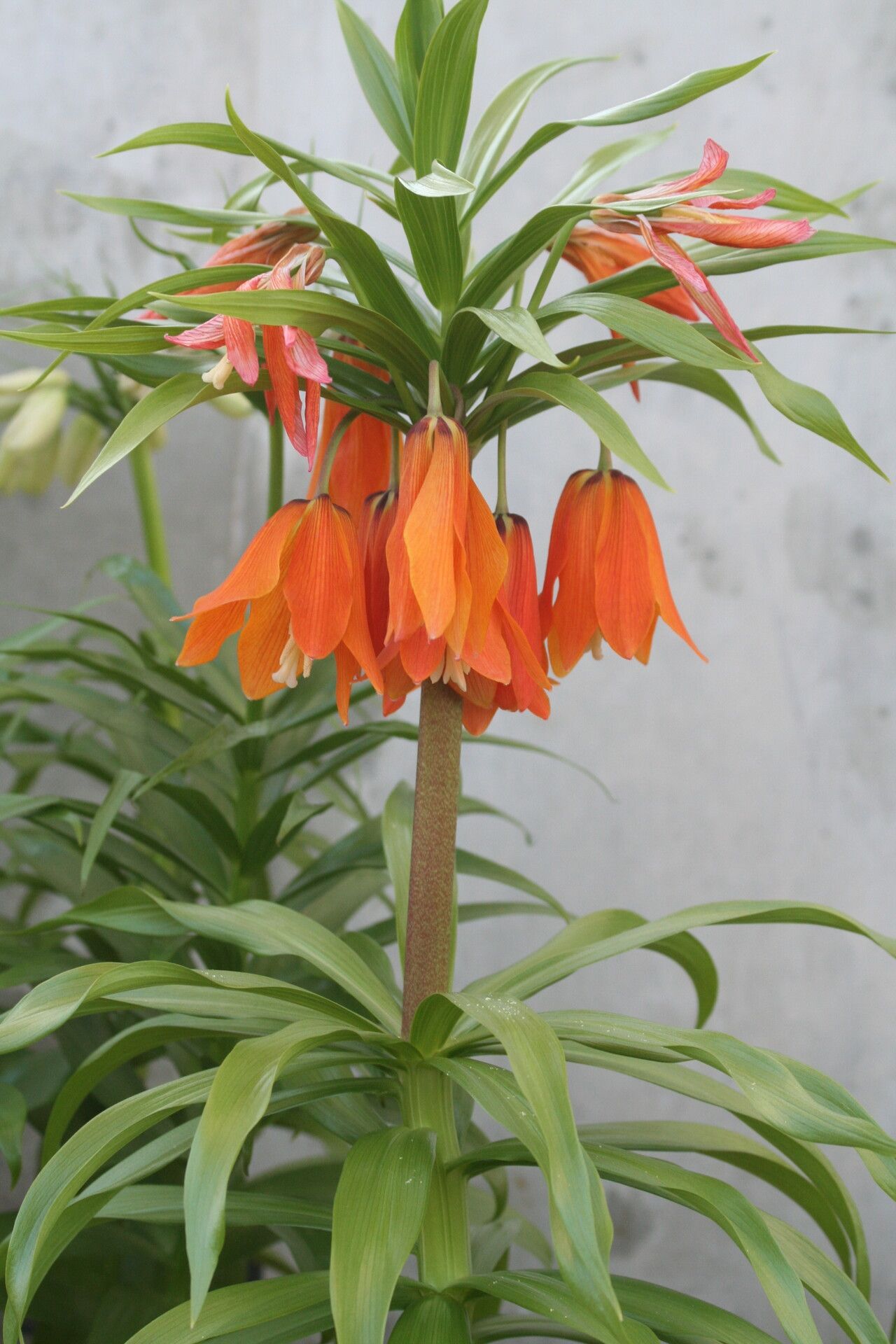 Fritillaria eduardii flower