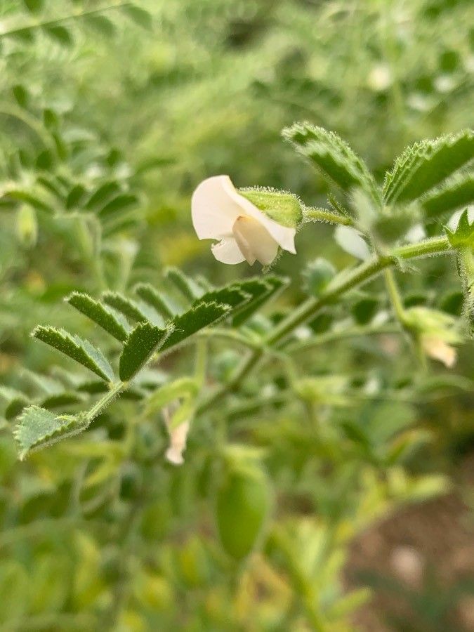 Cicer arietinum flower