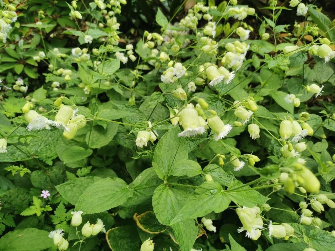 Silene stellata — search result for 'Silene'