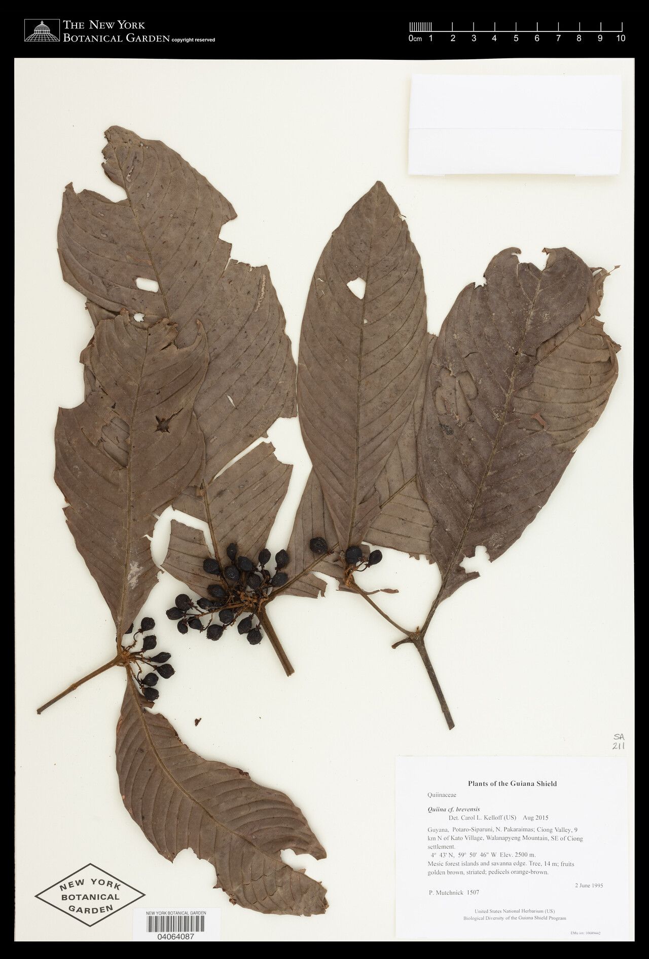 Quiina florida fruit