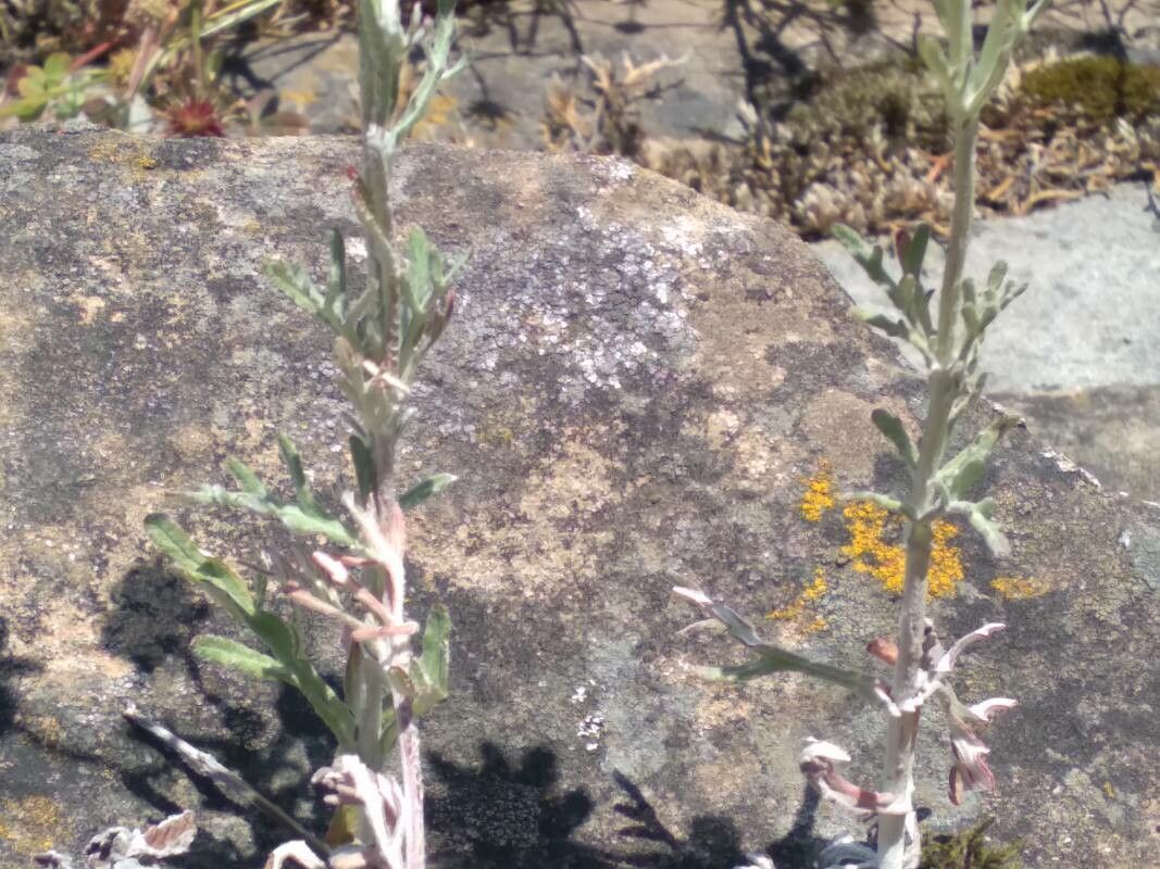 Eriophyllum lanatum — houseplant care guide