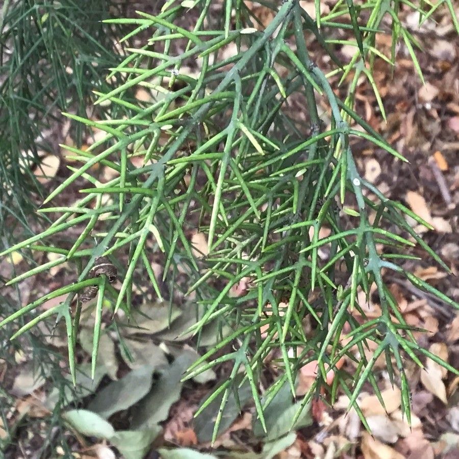 Colletia spinosissima — related species from the same genus