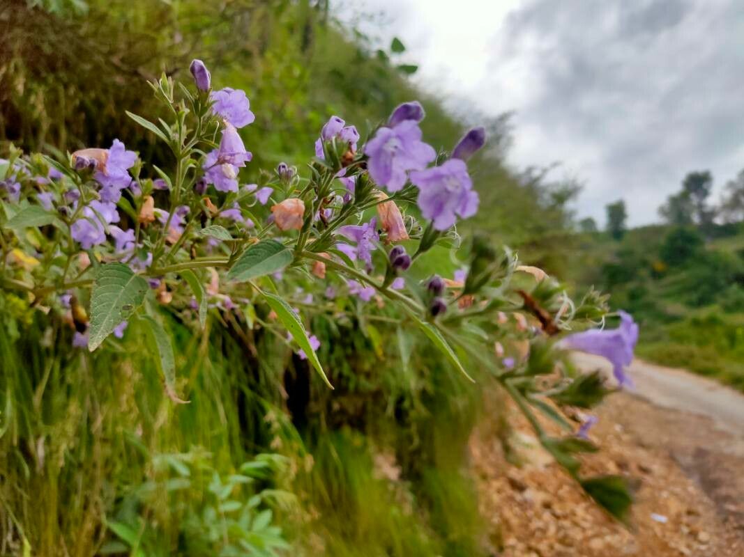 Strobilanthes tomentosa — search result for 'Strobilanthes'