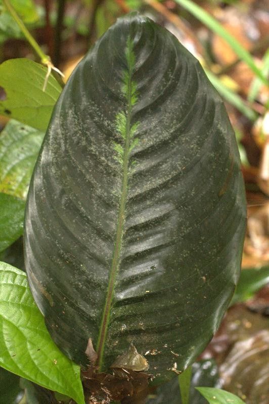 Goeppertia maasiorum — search result for 'Goeppertia'