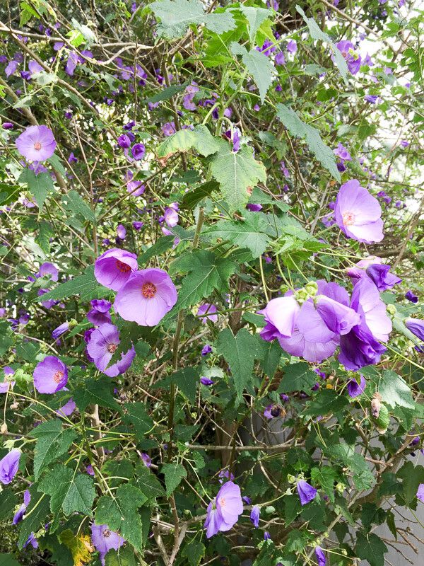 Abutilon vitifolium flower