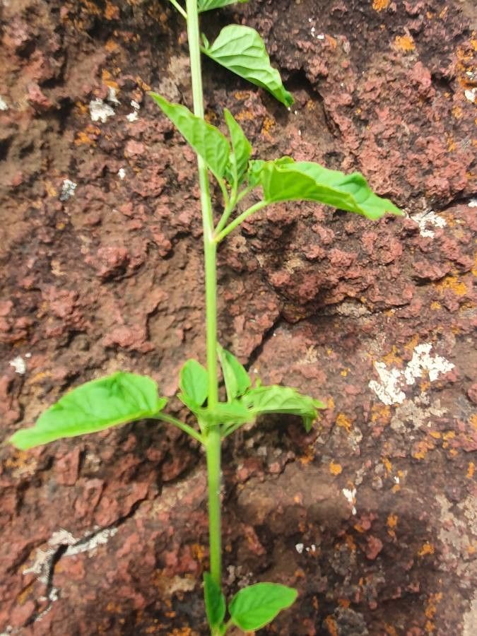 Celosia anthelminthica