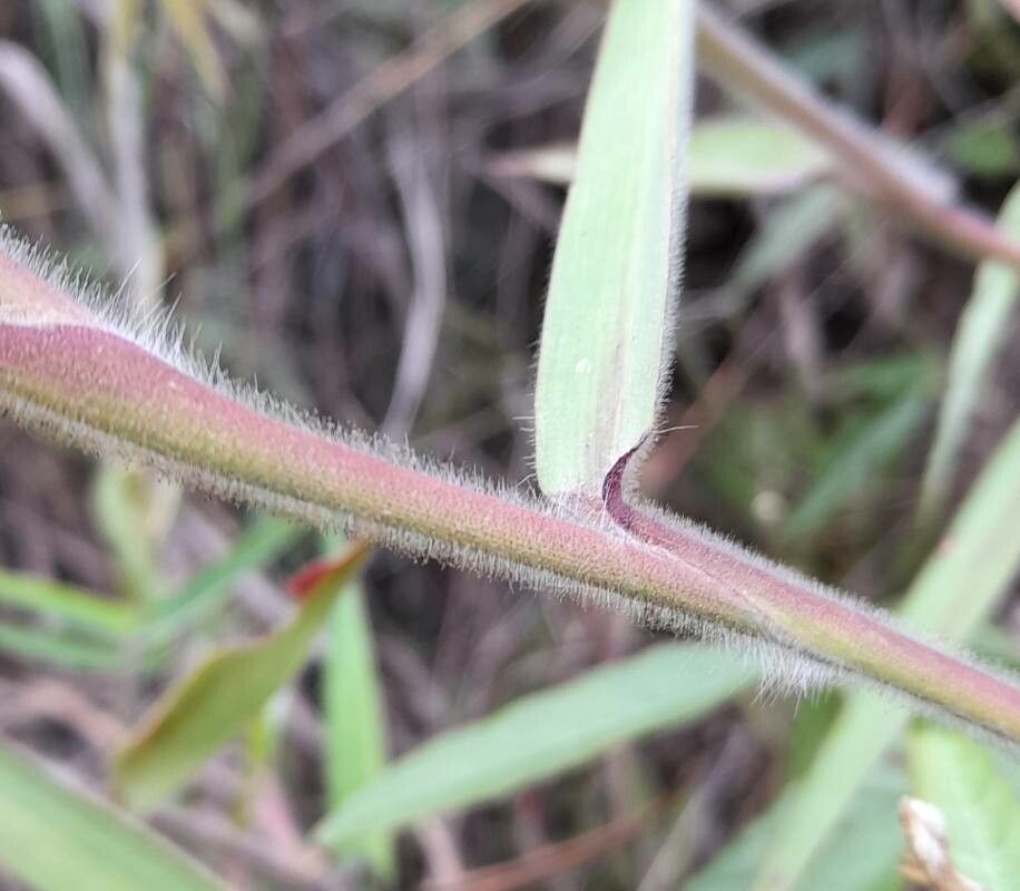 Melinis minutiflora bark