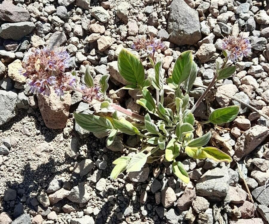 Phacelia secunda habit