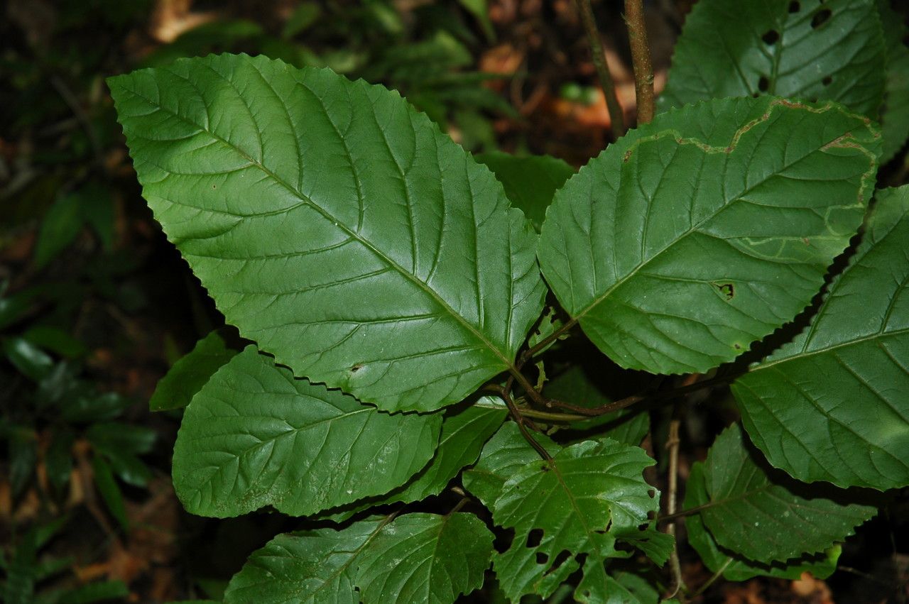Maesa indica — related species from the same genus