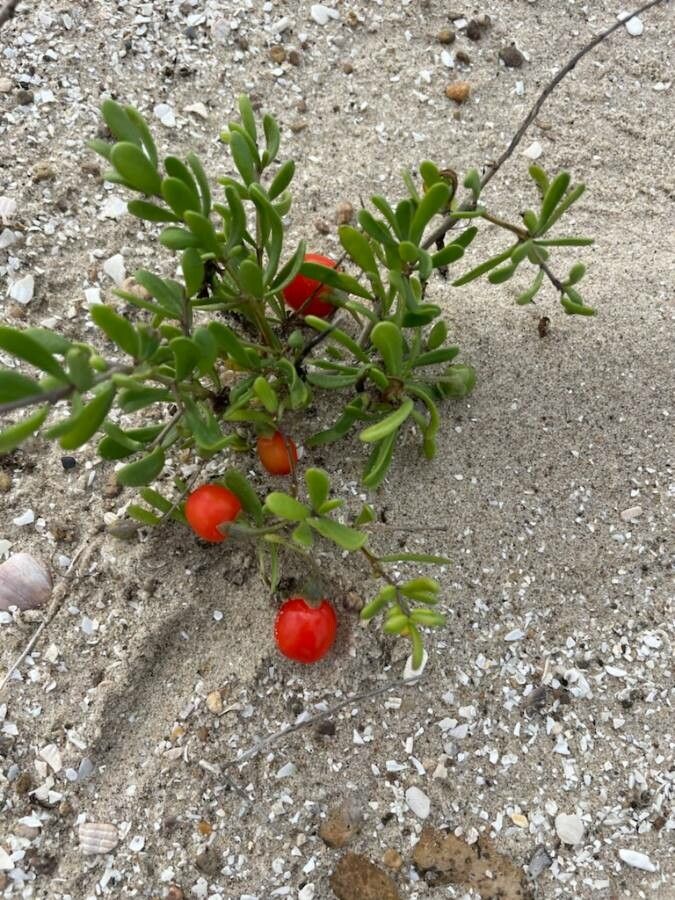 Lycium berlandieri — related species from the same genus
