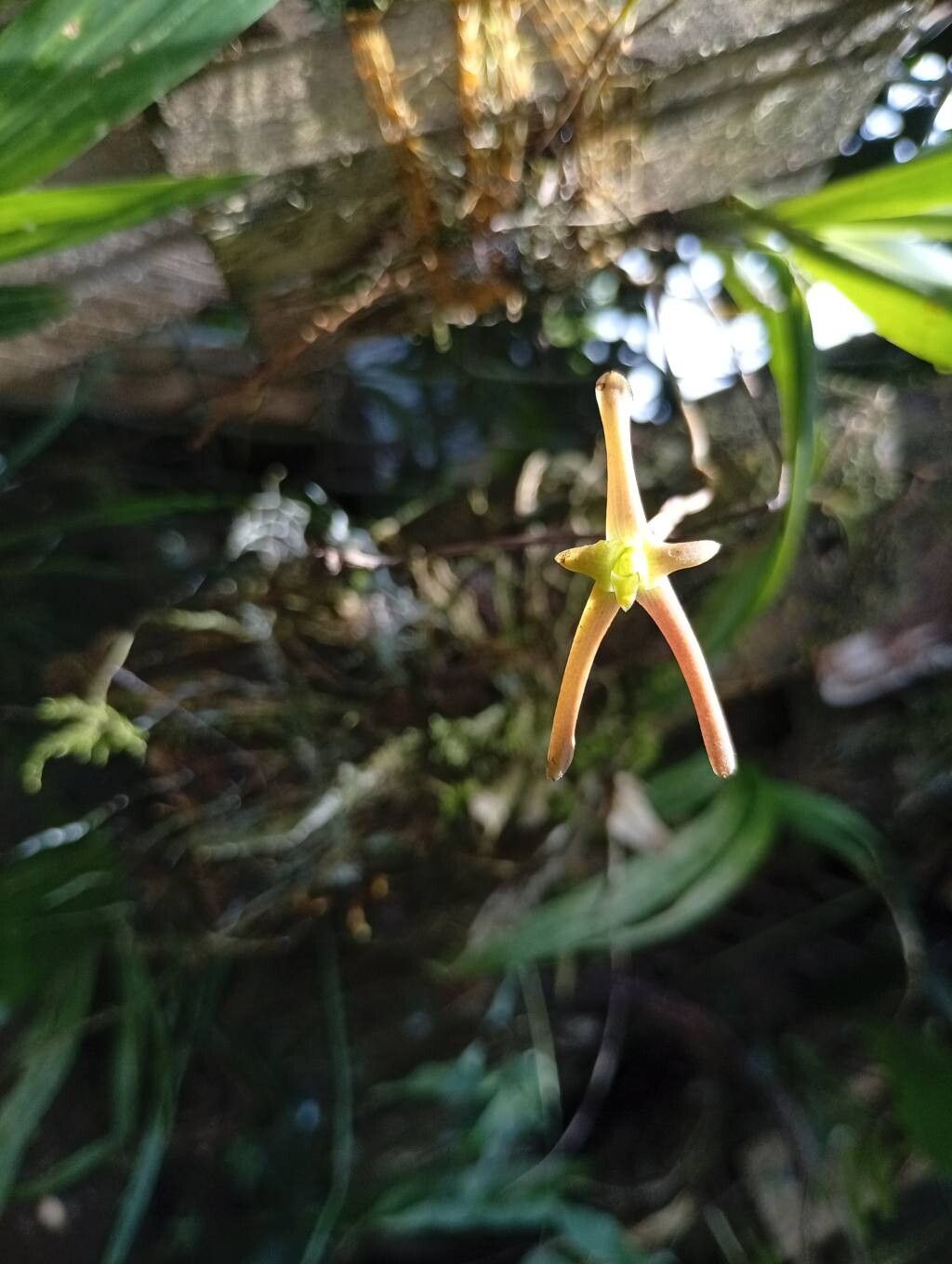 Maxillaria amplifoliata flower