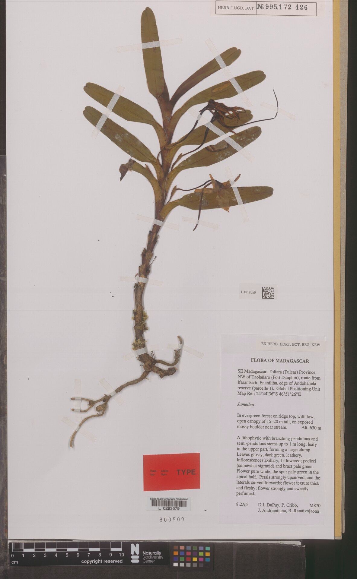 Jumellea alionae — related species from the same genus