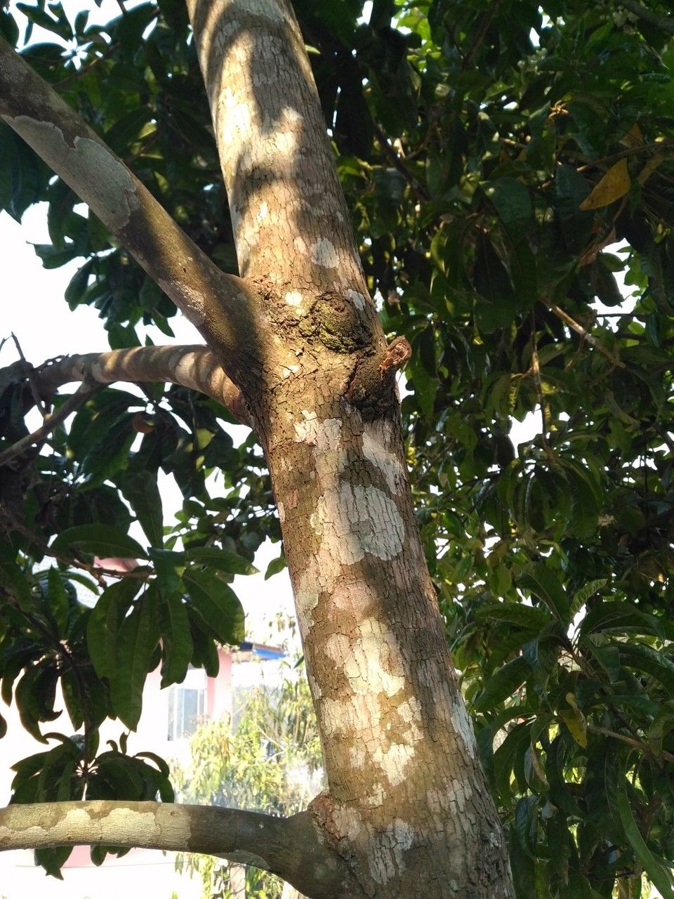 Planchonella grandifolia bark