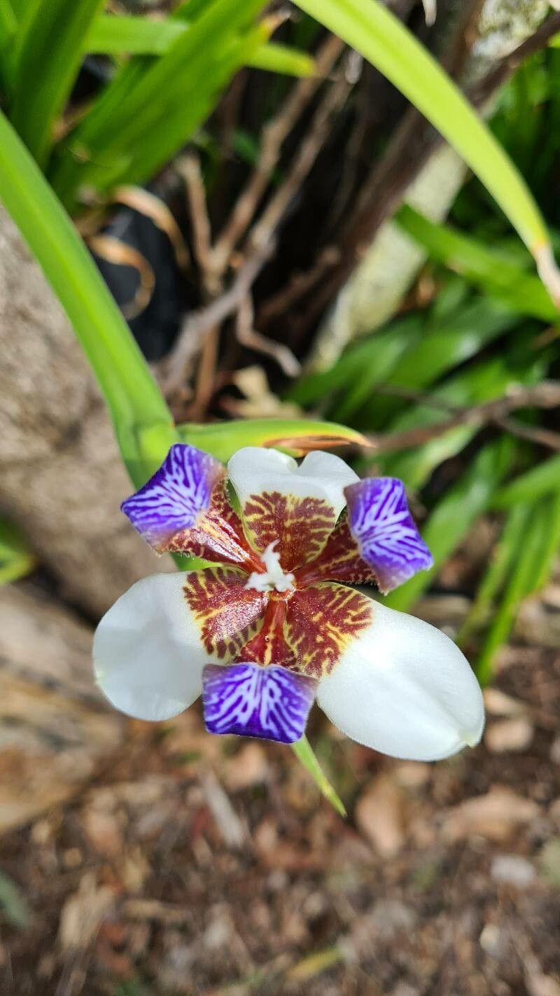 Trimezia gracilis flower