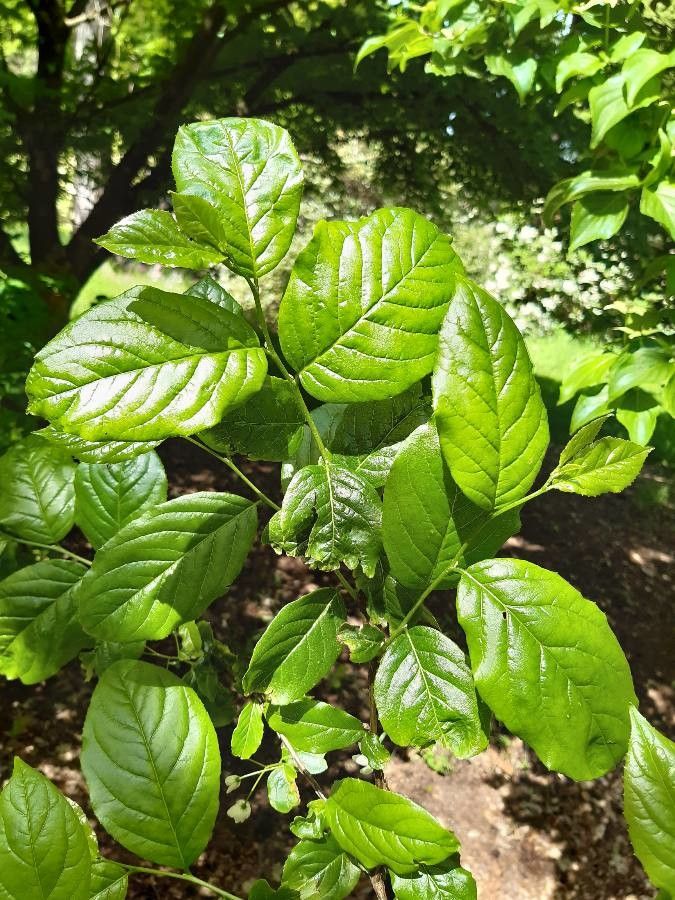 Sinojackia rehderiana — related species from the same genus