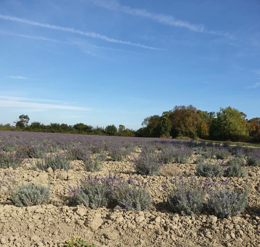 Lavandula × heterophylla — search result for 'Lavandula'