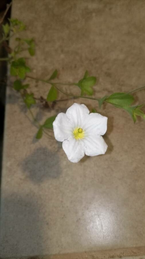 Nierembergia rivularis flower