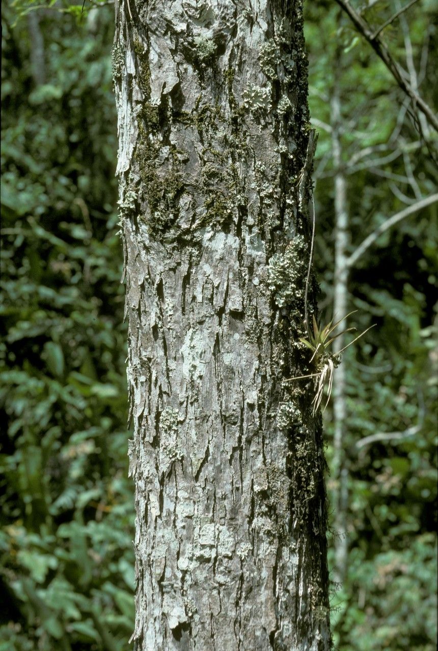 Juglans pyriformis bark